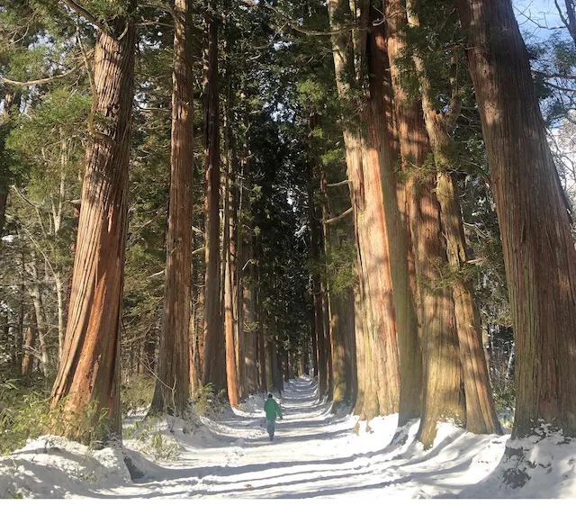 戸隠神社(奥社)の山路