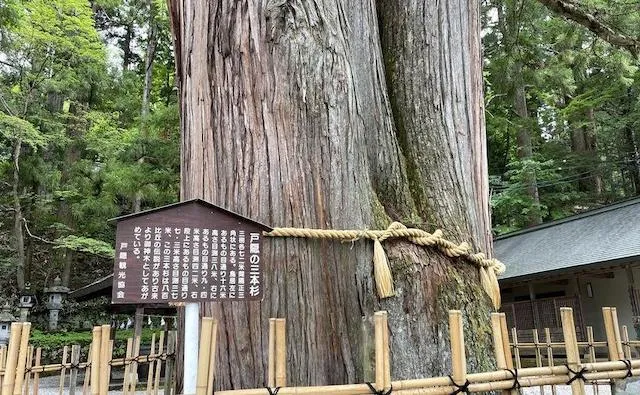 中社の三本杉