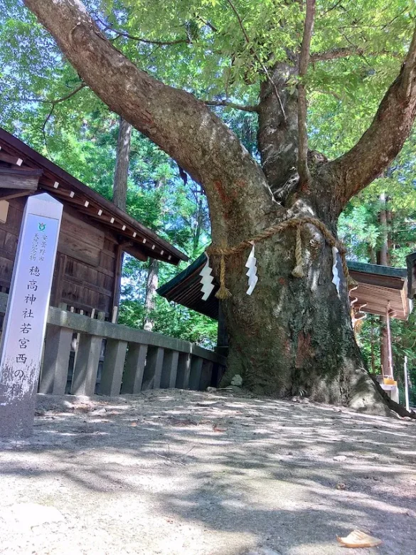 穂高神社の御神木