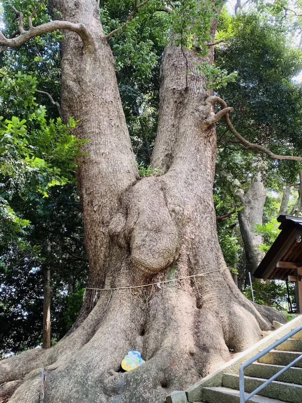 五所八幡宮 ムーミンの木