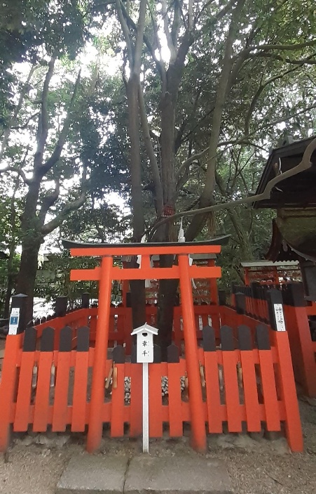 下鴨神社の御神木