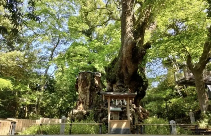 来宮神社